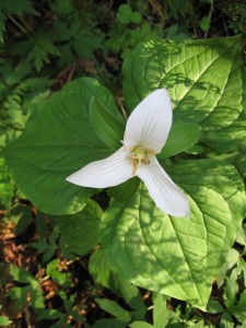 Trillium: Do not pick.