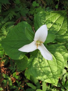 Trillium