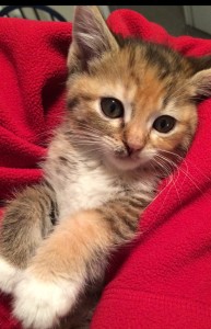 Fiona as a little kitten