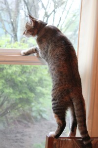 Fiona climbing window