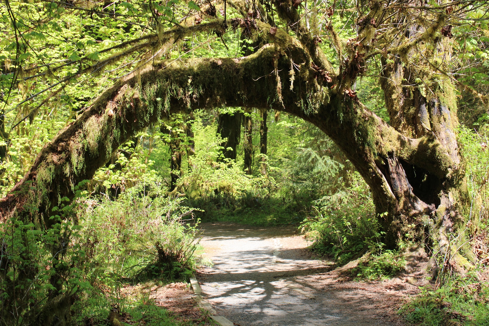 hiking under branches