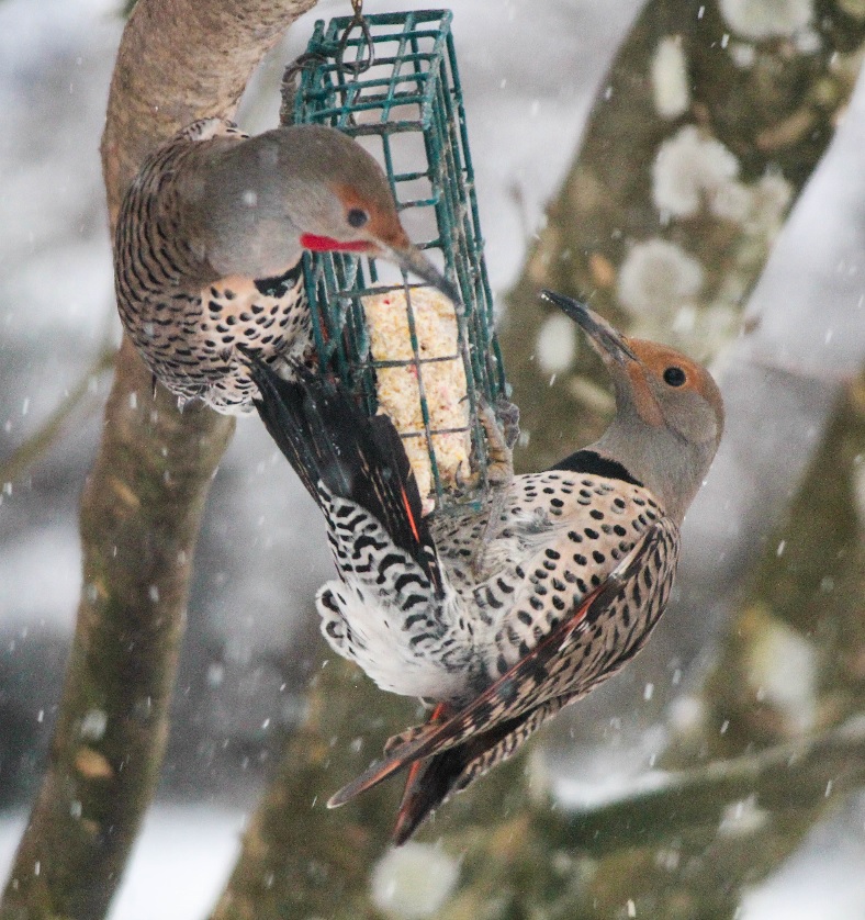 Northern flickers