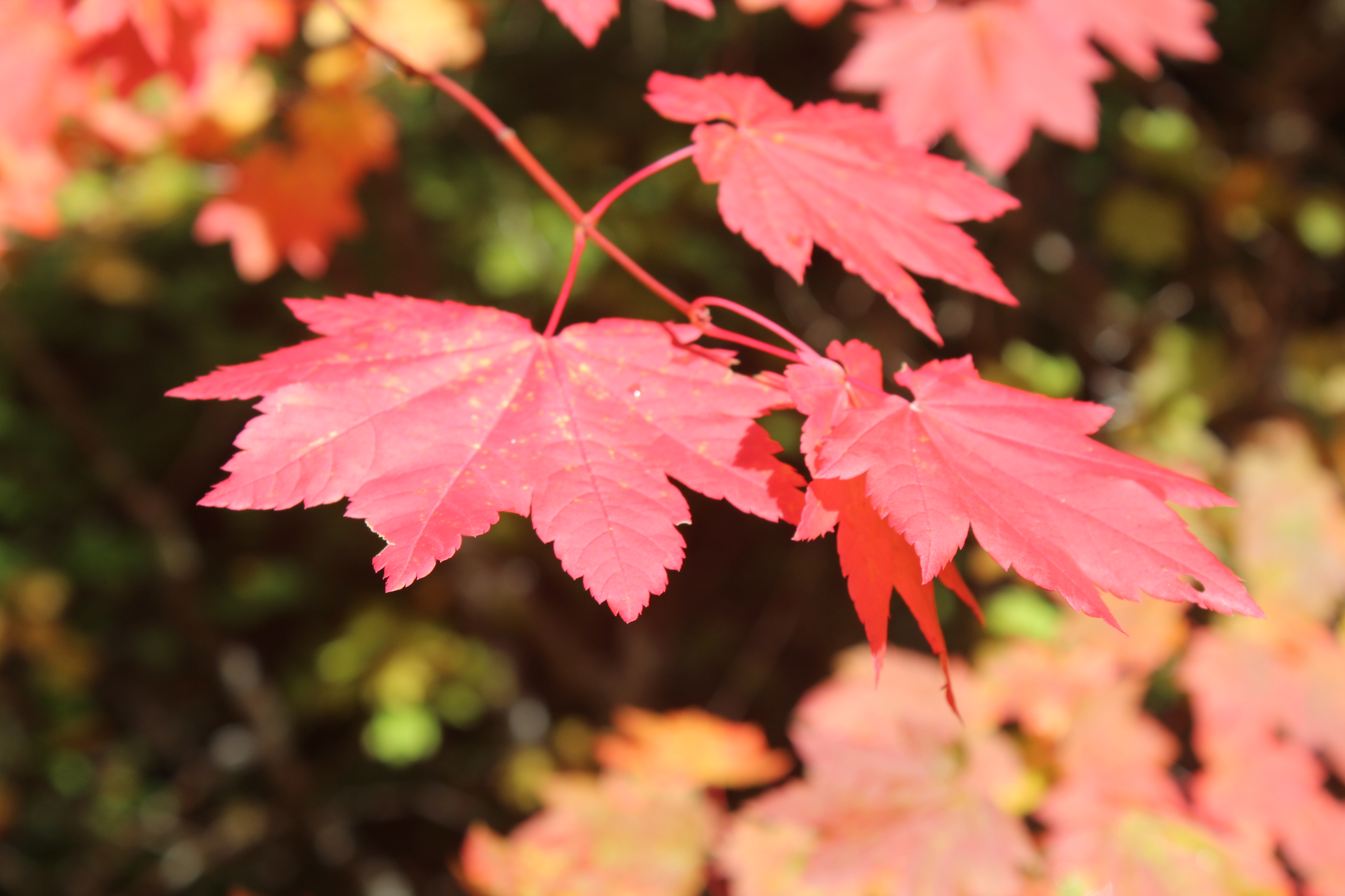 Make the Most of Autumn