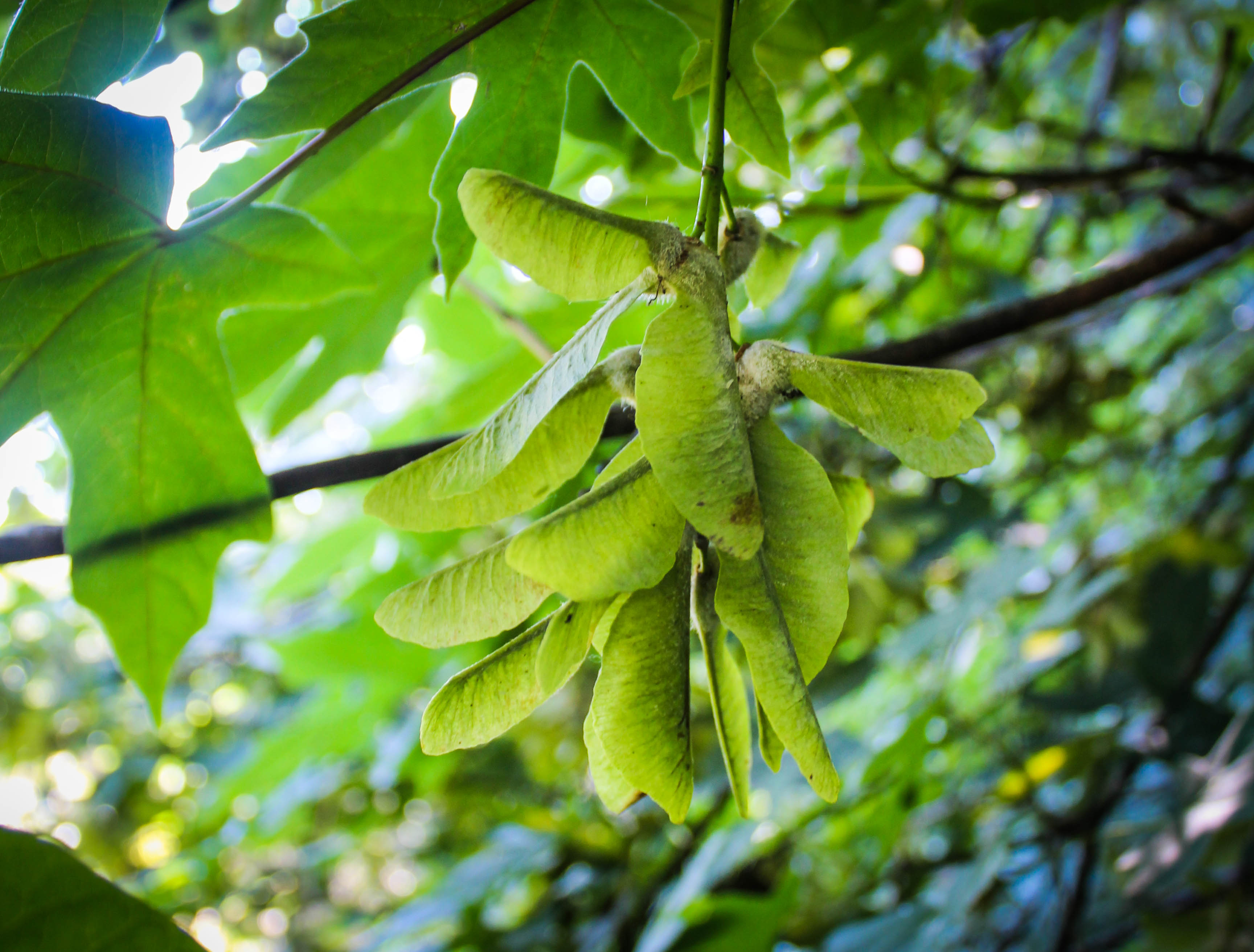 maple seeds