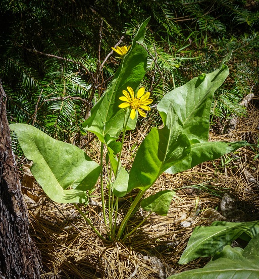 Serenity in the Woods